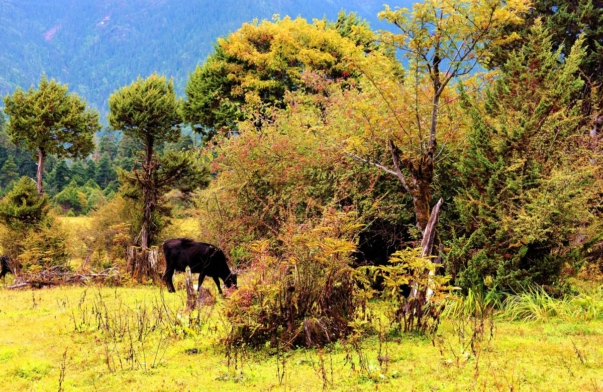 Scenery pictures of Nanyigou in Linzhi, Tibet
