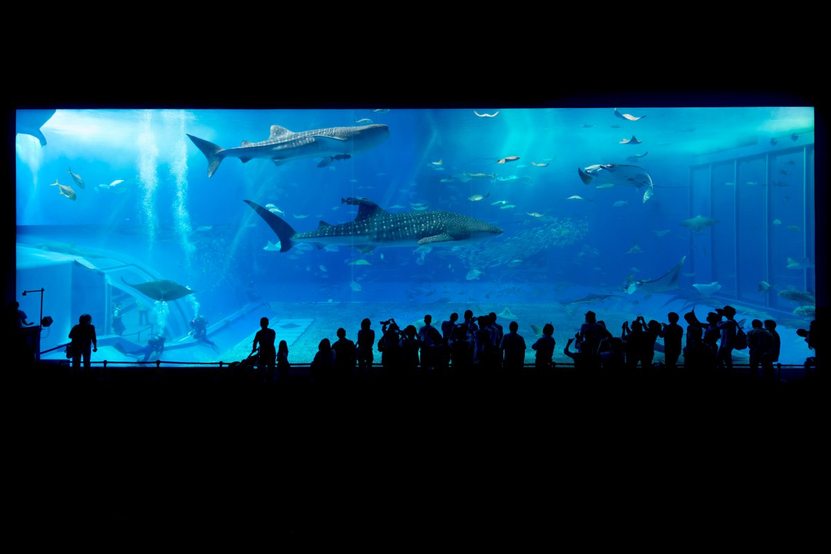 Wonderful aquarium pictures