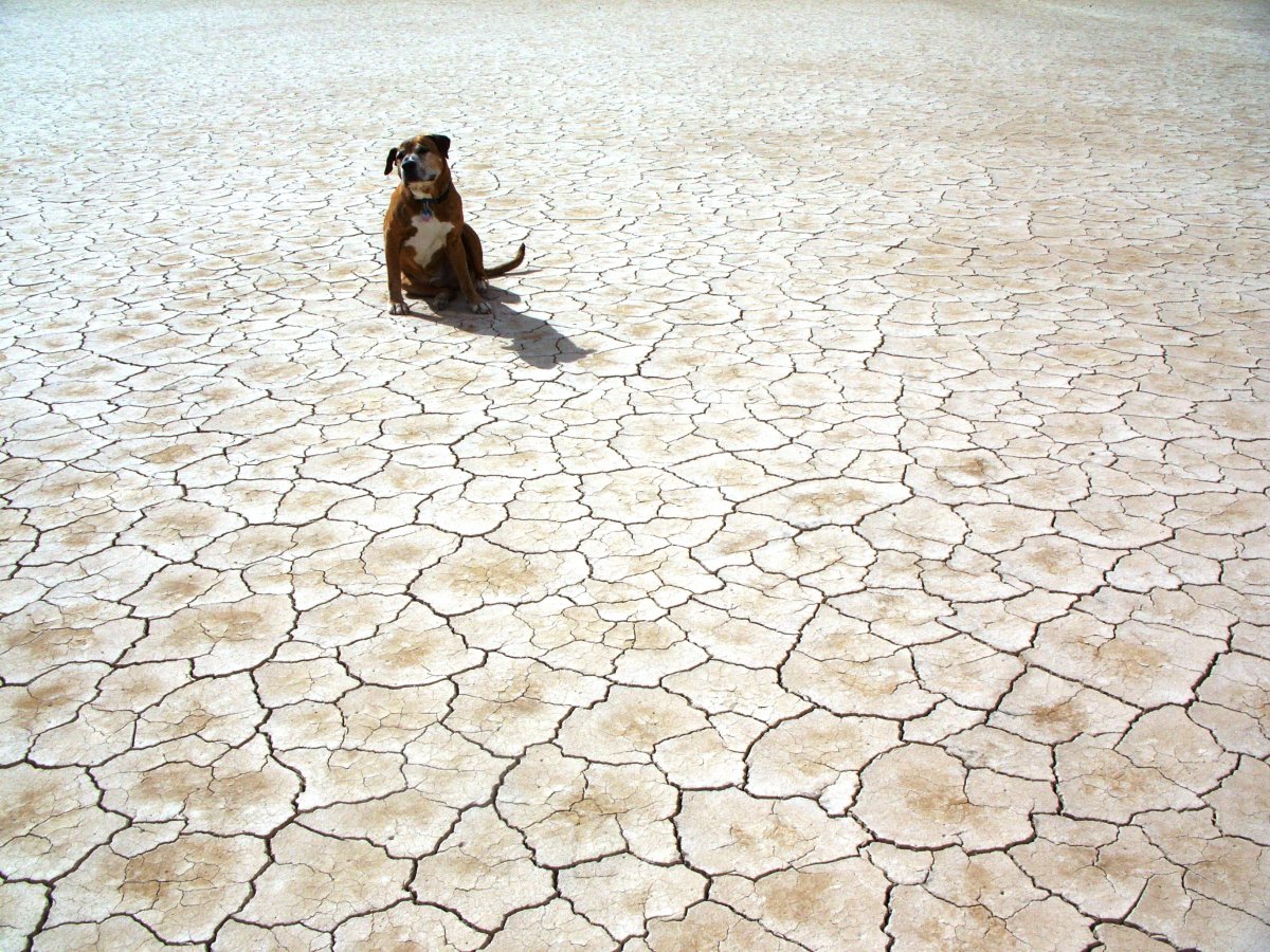 Pictures of drought-cracked land