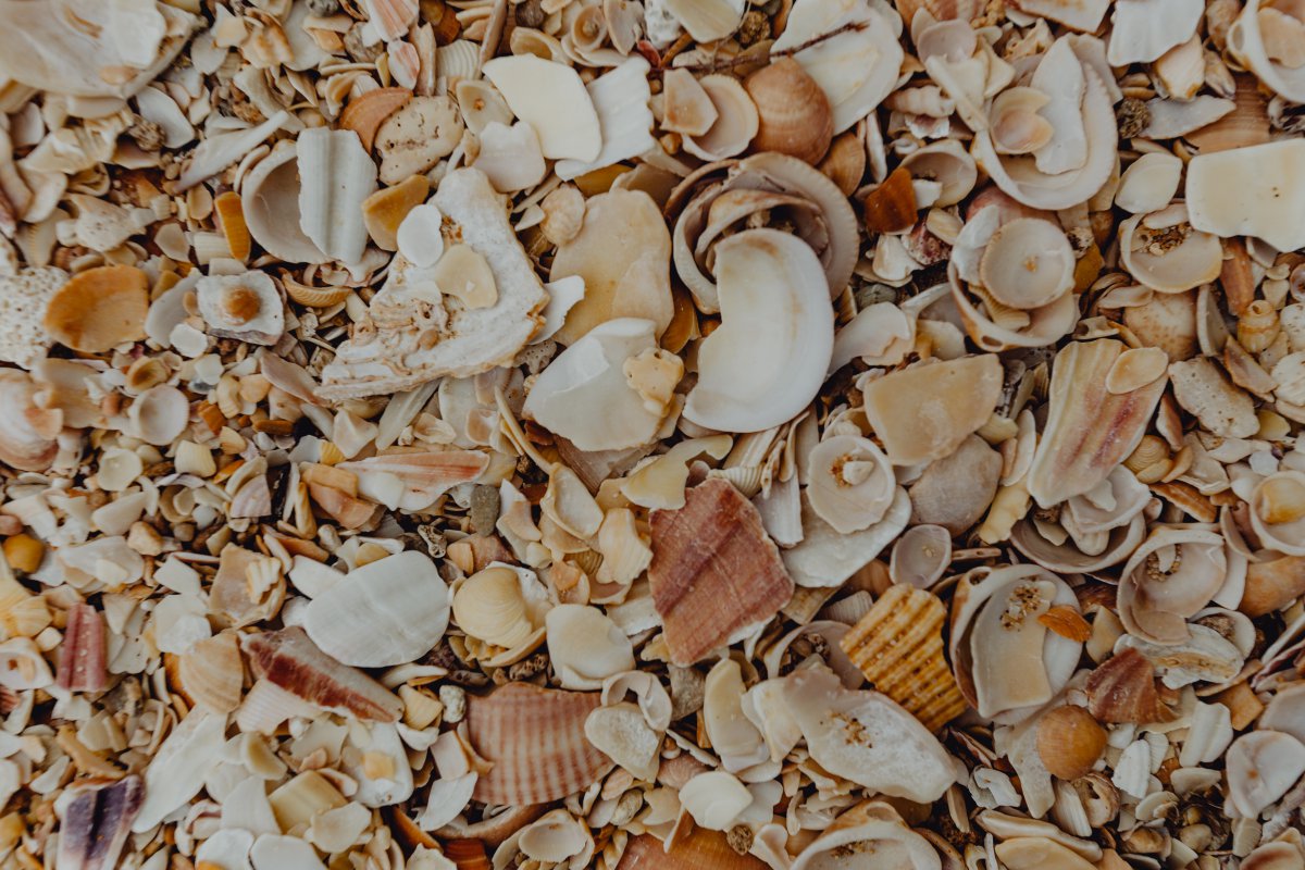 Pictures of beach shells and pebbles
