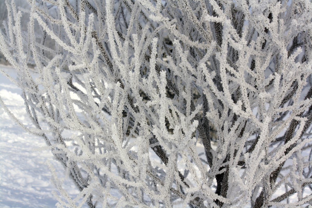 Frosted tree branches pictures
