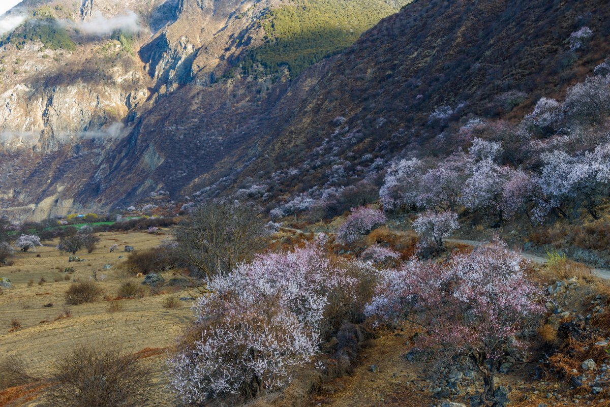 Pictures of peach blossom scenery in Linzhi, Tibet