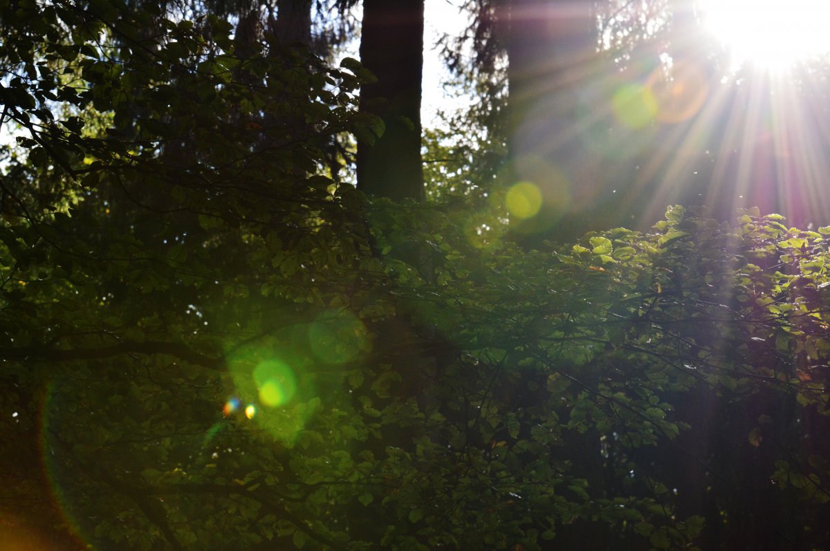 Beautiful scenery picture of sunlight passing through gaps between trees