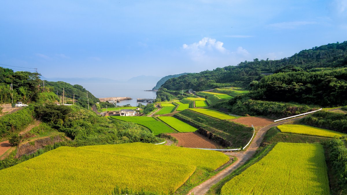 Beautiful terraced fields scenery pictures