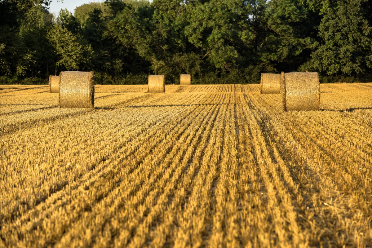 Autumn harvest wheat field landscape pictures