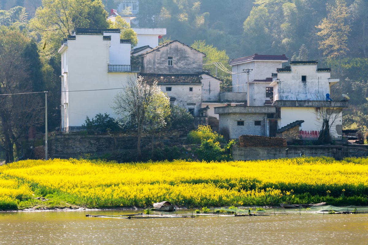 Pictures of rapeseed flowers in Wuyuan, Jiangxi