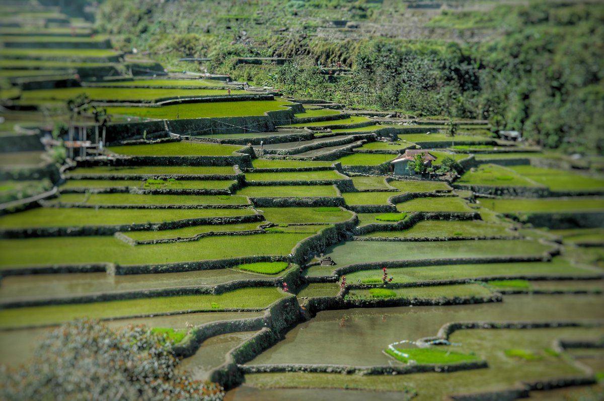 Pictures of cascading terraces