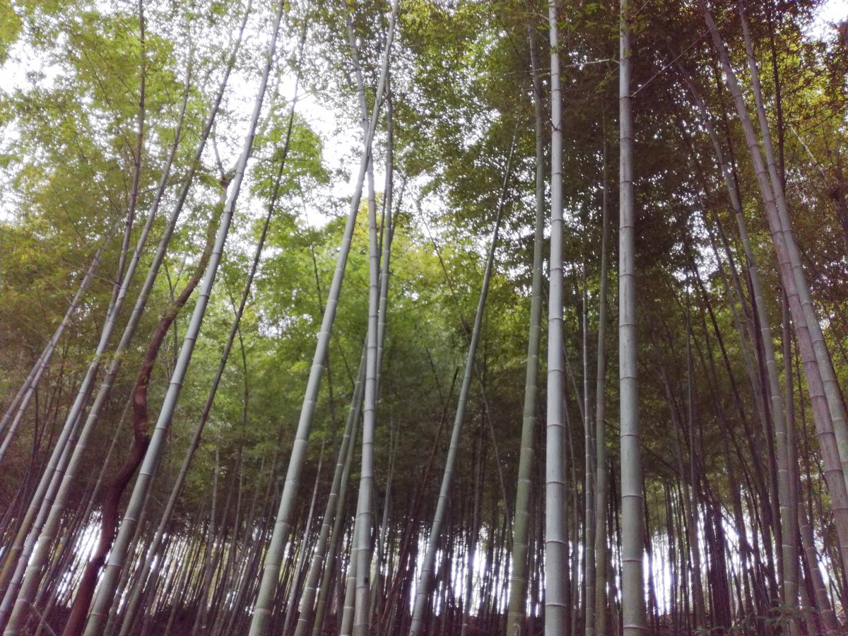 Lush bamboo forest pictures
