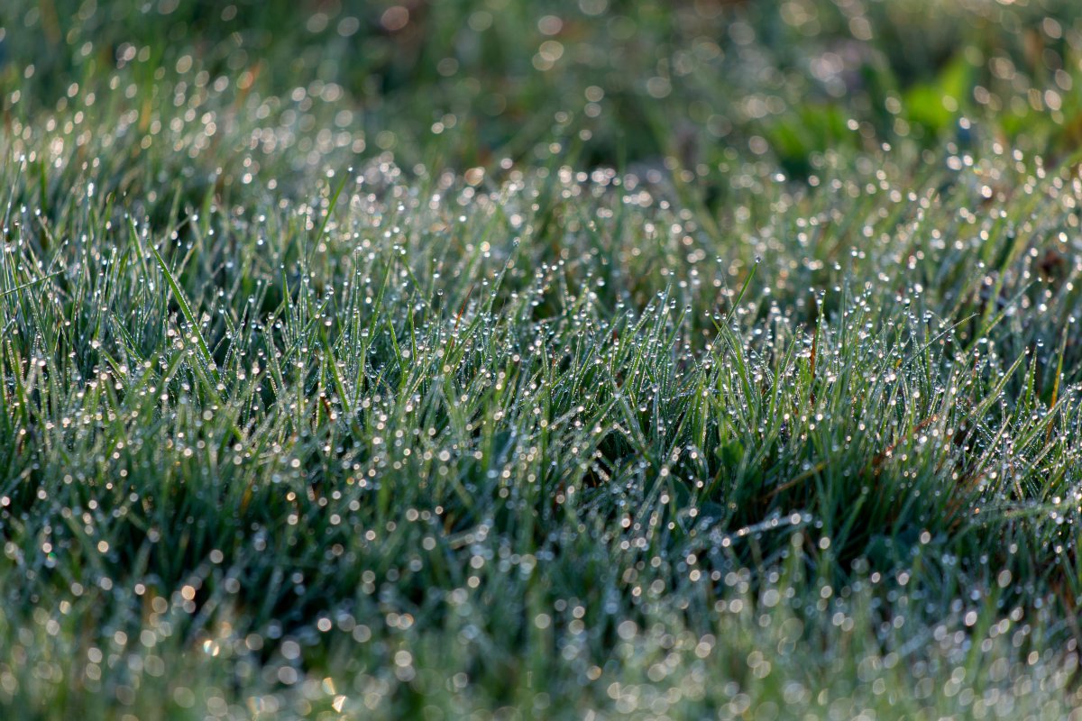 Pictures of grass after rain