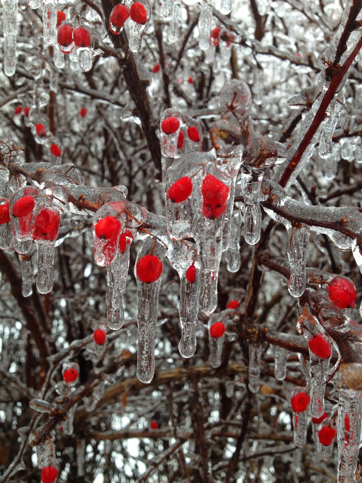 Frozen branches pictures