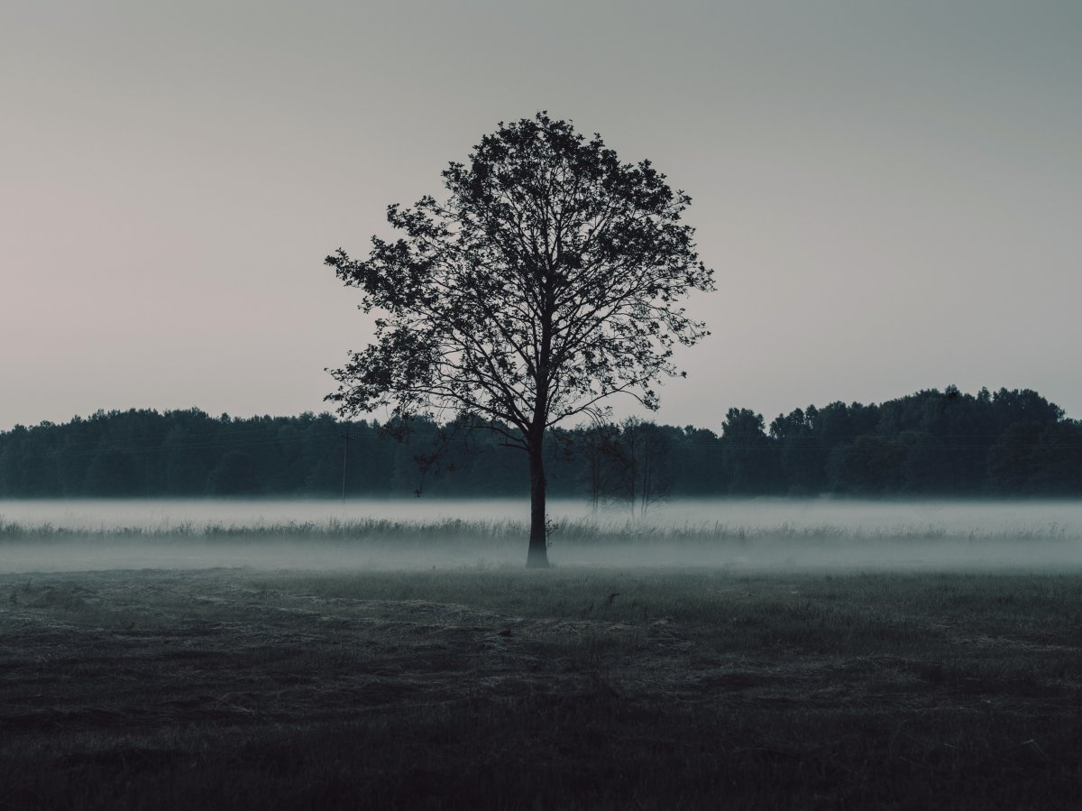 A lonely tree picture