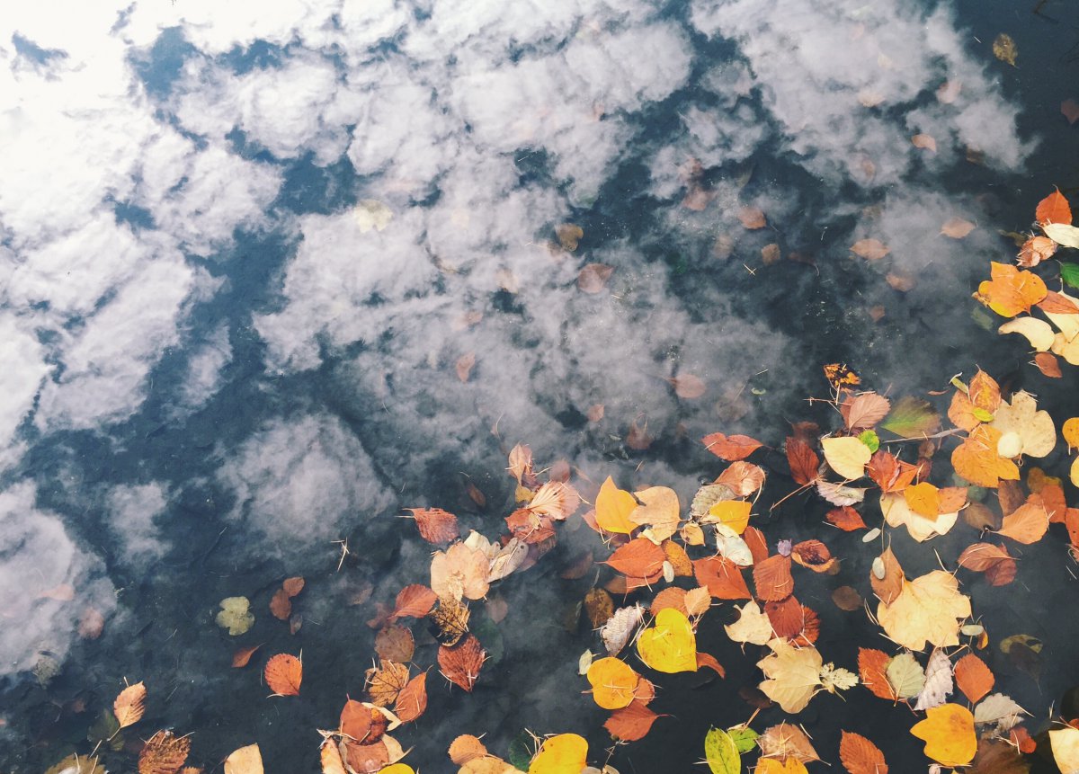 Pictures of leaves falling on the ground